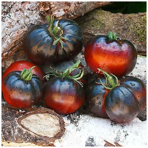    (. Solanum lycopersicum)  10,  330