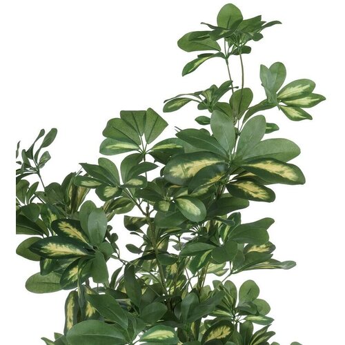 Nobilis Marco Plants    H180,  15083
