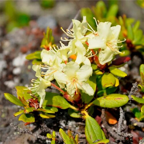   (. Rhododendron aureum)  25,  410