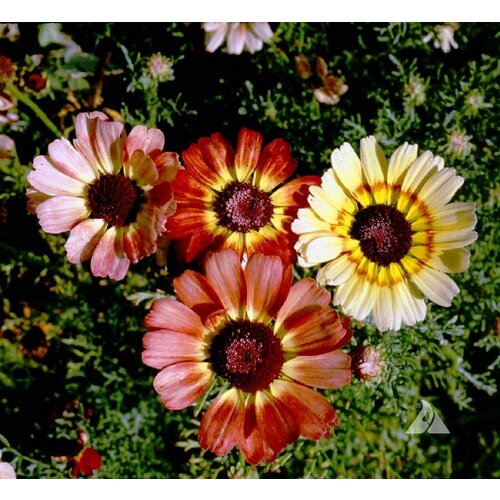    -  (. Chrysanthemum carinatum)  50,  330 MagicForestSeeds