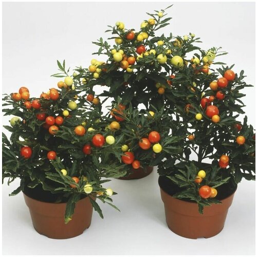   (Solanum capsicastrum) 4 ..,  460