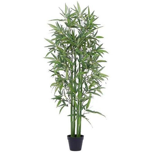   Bamboo,    60*180 ,  7500