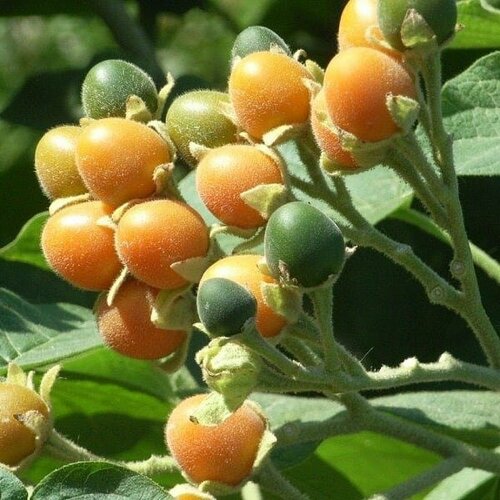     ( , Solanum abutiloides) 5 .,  410 Ekzo.Terra