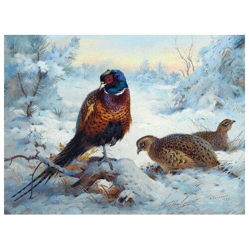     (Pheasant) 4 67. x 50.,  2470