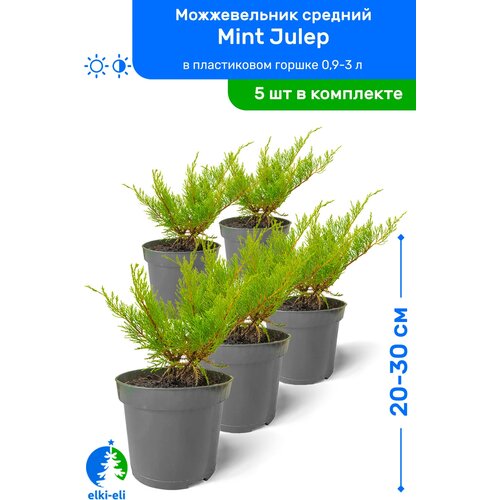   Mint Julep ( ) 20-30     0,9-3 , ,   ,   5 ,  3995