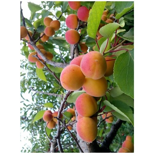    / Prunus mandschurica, 5 ,  370