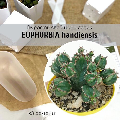  Euphorbia HANDIENSIS -   , .     ,  480