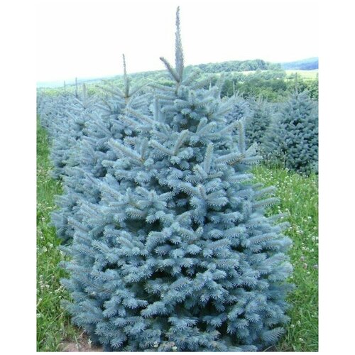     / Picea pungens, 90 ,  828