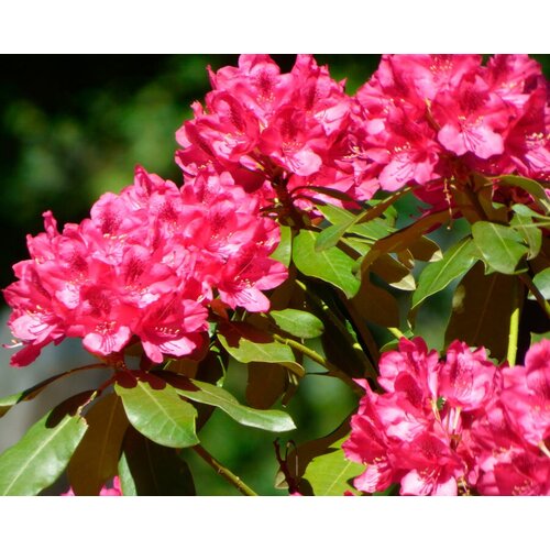    (. Rhododendron ponticum)  25,  450 MagicForestSeeds