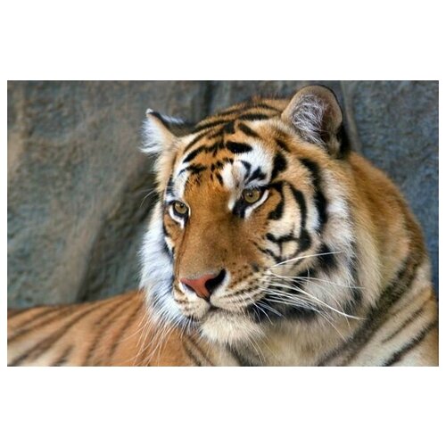     (Tiger) 1 75. x 50.,  2690