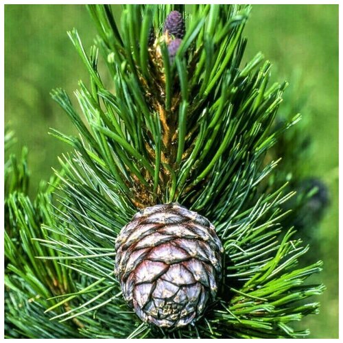    -   (. Pinus sibirica)  50,  480