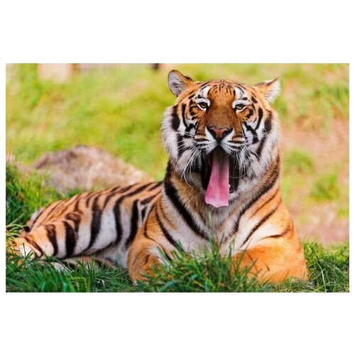     (Tiger) 14 45. x 30.,  1340