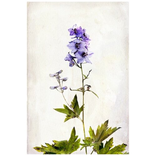      (Blue flower) 2 50. x 75.,  2690