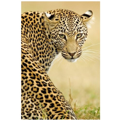     (Leopard) 10 30. x 45.,  1340