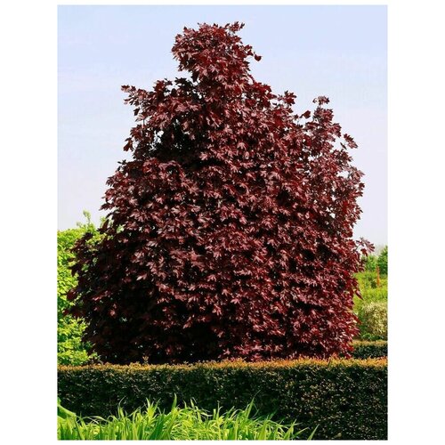   Crimson King (. Acer platanoides )  20,  350