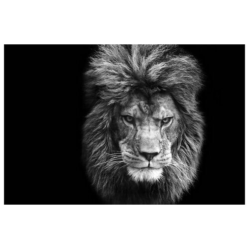     (Lion) 8 75. x 50.,  2690