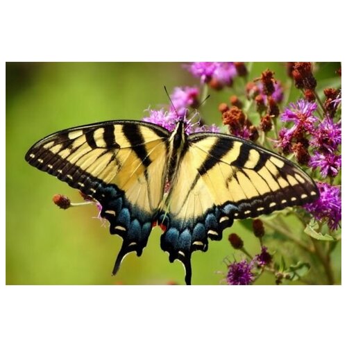     (Butterfly) 8 45. x 30.,  1340