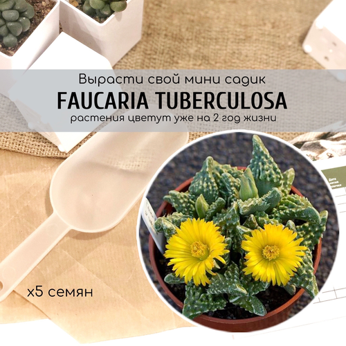  Faucaria Tuberculosa        ,  330