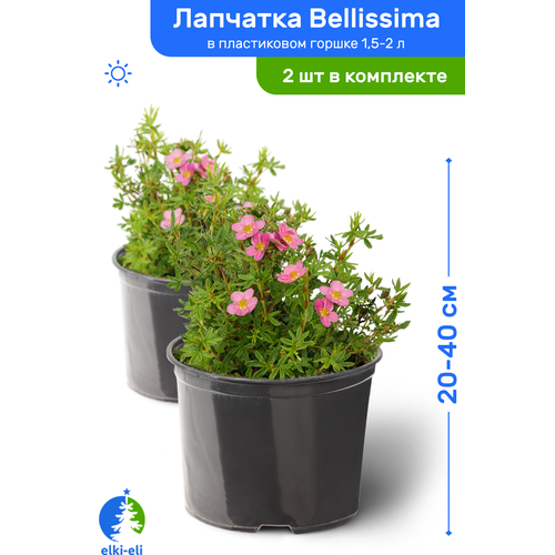  Bellissima () 20-40     1,5-2 , ,   ,   2 ,  2780