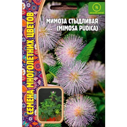    (Mimosa pudica) (20 ),  195