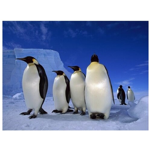      (Emperor penguins) 2 67. x 50.,  2470