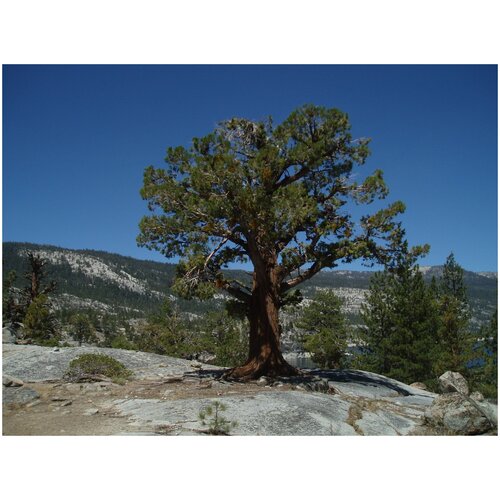   (. Juniperus occidentalis)  5    25,  420