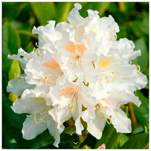    -   (. Rhododendron caucasicum)  10 ,  650 MagicForestSeeds