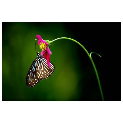     (Butterfly) 9 75. x 50.,  2690
