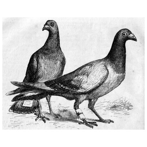     (Pigeons) 3 38. x 30.,  1200