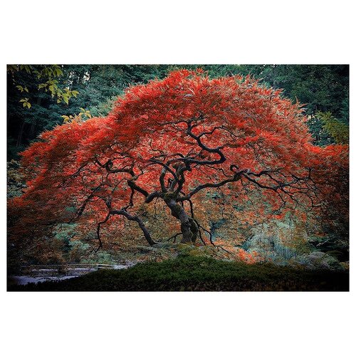  (. Acer japonicum)  15,  350