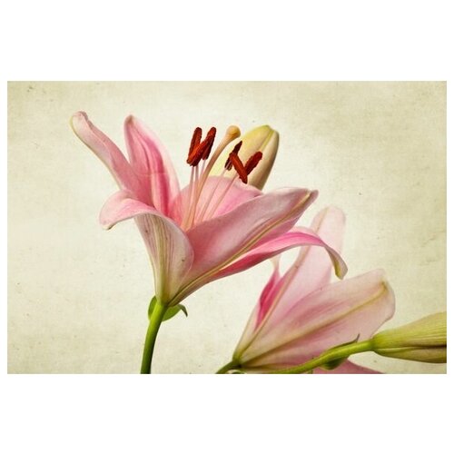      (Pink lily) 2 75. x 50.,  2690