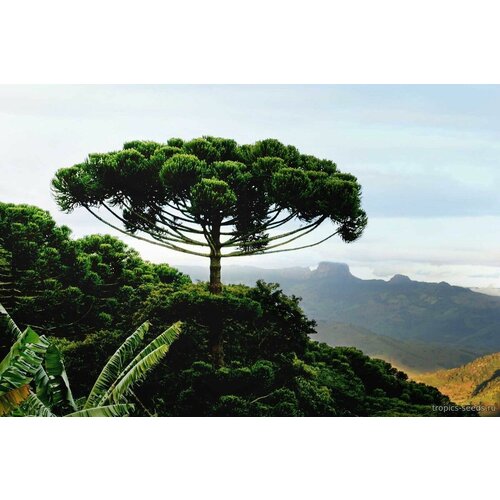   (. Araucaria angustifolia)  1,  700
