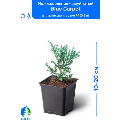    Blue Carpet ( ) 10-20     P9 (0,5 ), ,   ,  1195 Elki-Eli