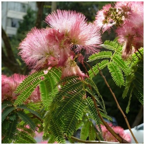    (. Mimosa pudica)  25,  390 MagicForestSeeds