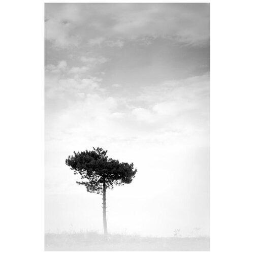     (Tree) 25 30. x 45.,  1340