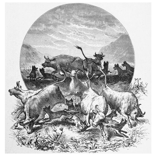     (Bulls) 40. x 41.,  1500