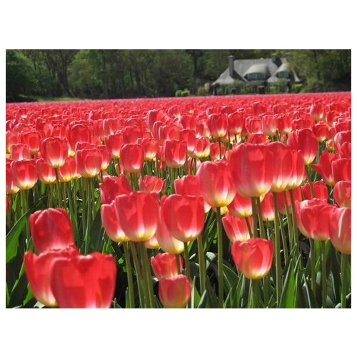     (Tulips) 2 53. x 40.,  1800