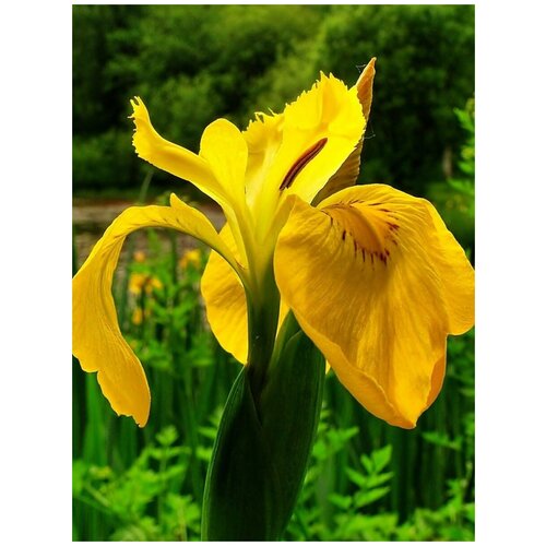     (, ) / Iris pseudacorus, 10 ,  360