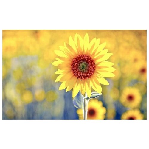    (Sunflower) 2 64. x 40.,  2060