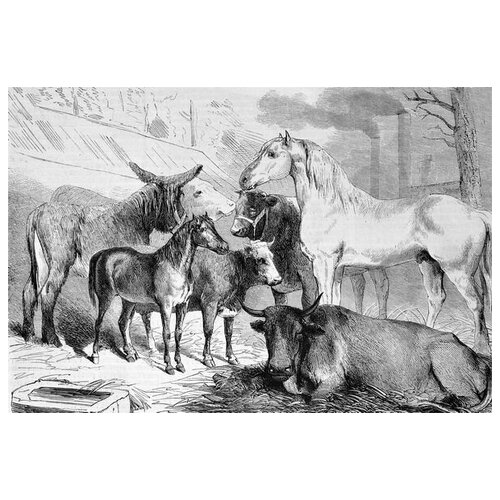      (Livestock) 45. x 30.,  1340
