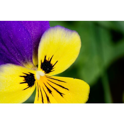   (. Viola tricolor)  100,  345