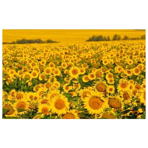     (Sunflowers) 24 64. x 40.,  2060
