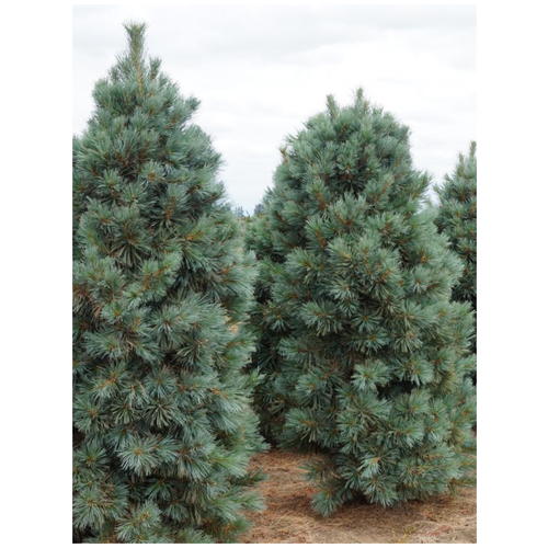     / Pinus koraiensis, 15 ,  464  Shop