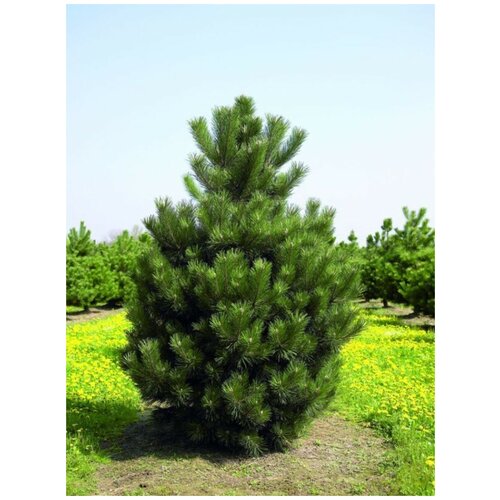    () / Pinus nigra, 15 ,  405