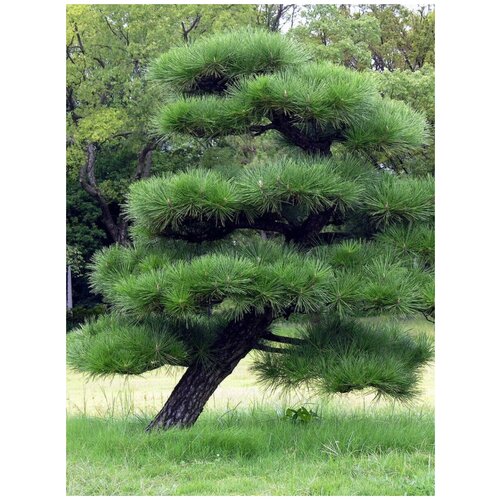    (  ) / Pinus thunbergii, 15 ,  347