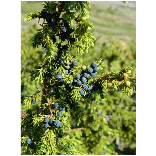    () / Juniperus sibirica Burgsd, 30 ,  356