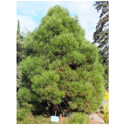    () / Pinus nigra pallasiana, 50 ,  360