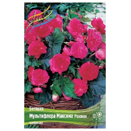  Multiflora Maxima Pink, 4/5 (1 .),  211