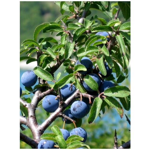  Ҹ ( ) / Prunus spinosa, 10 ,  405