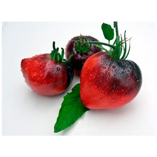    (. Solanum lycopersicum)  10,  330